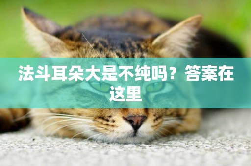 法斗耳朵大是不純嗎？答案在這里
