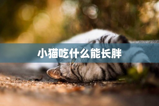 小貓吃什么能長胖