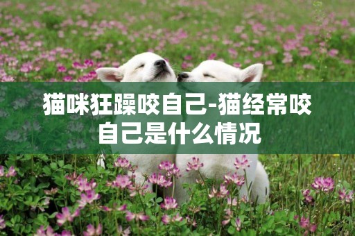貓咪狂躁咬自己-貓經常咬自己是什么情況