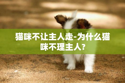 貓咪不讓主人走-為什么貓咪不理主人?