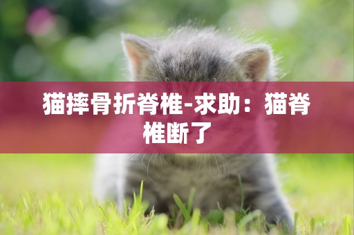 貓摔骨折脊椎-求助：貓脊椎斷了