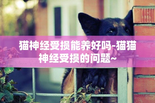 貓神經受損能養好嗎-貓貓神經受損的問題~
