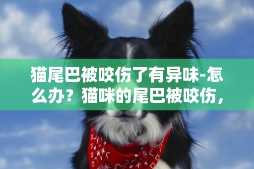 貓尾巴被咬傷了有異味-怎么辦？貓咪的尾巴被咬傷，貓的尾巴出血了