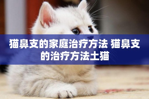 貓鼻支的家庭治療方法 貓鼻支的治療方法土貓