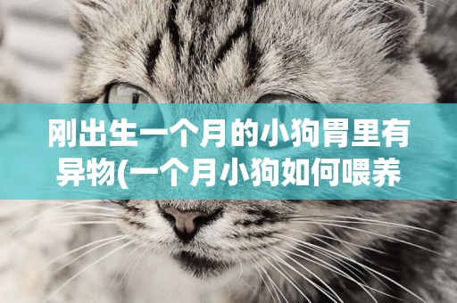 剛出生一個月的小狗胃里有異物(一個月小狗如何喂養) 