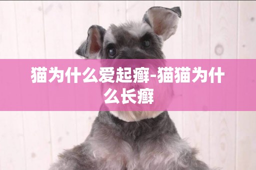 貓為什么愛起癬-貓貓為什么長癬 貓為什么愛起癬-貓貓為什么長癬