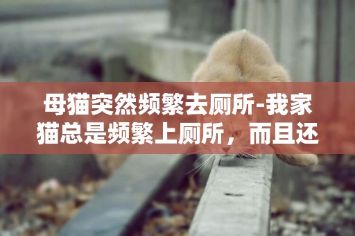 母貓突然頻繁去廁所-我家貓總是頻繁上廁所,而且還是一滴滴的,這是什么病啊 母貓突然頻繁去廁所-我家貓總是頻繁上廁所,而且還是一滴滴的,這是什么病啊