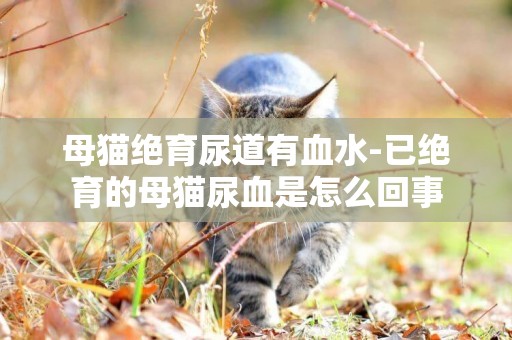 母貓絕育尿道有血水-已絕育的母貓尿血是怎么回事
