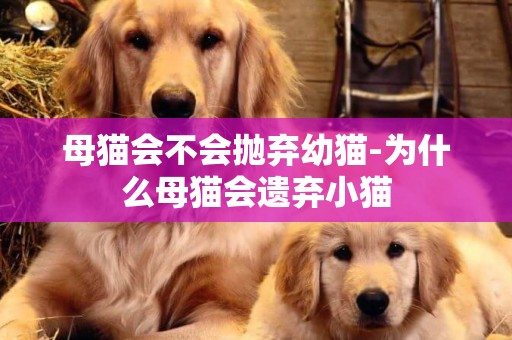 母貓會不會拋棄幼貓-為什么母貓會遺棄小貓