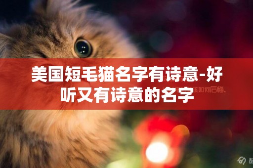 美國短毛貓名字有詩意-好聽又有詩意的名字