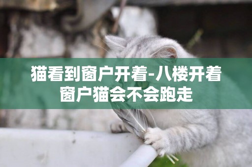 貓看到窗戶開著-八樓開著窗戶貓會不會跑走