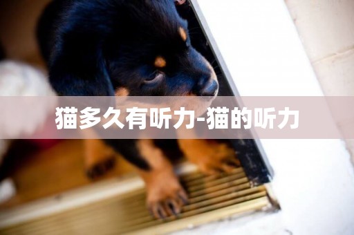 貓多久有聽力-貓的聽力