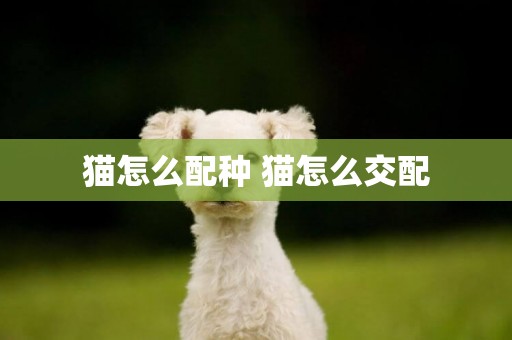 貓怎么配種 貓怎么交配
