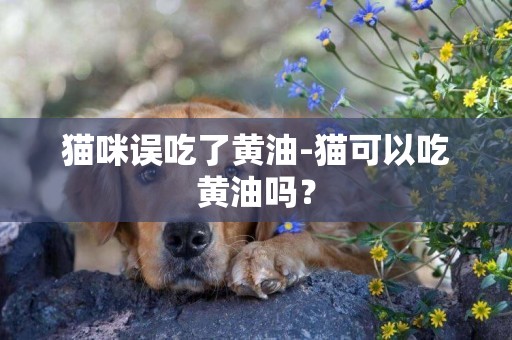 貓咪誤吃了黃油-貓可以吃黃油嗎？