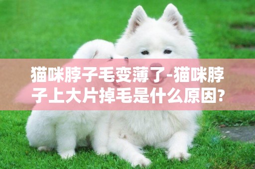 貓咪脖子毛變薄了-貓咪脖子上大片掉毛是什么原因?