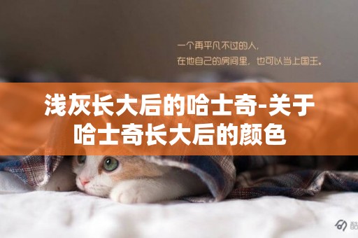 淺灰長大后的哈士奇-關于哈士奇長大后的顏色