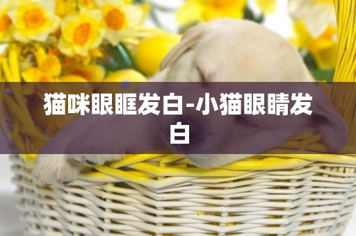 貓咪眼眶發白-小貓眼睛發白