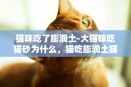 貓咪吃了膨潤土-大貓咪吃貓砂為什么，貓吃膨潤土貓砂怎么辦