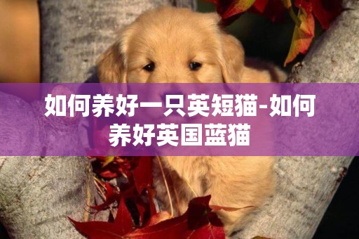 如何養好一只英短貓-如何養好英國藍貓