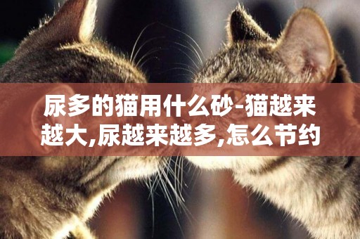 尿多的貓用什么砂-貓越來越大,尿越來越多,怎么節約用貓砂