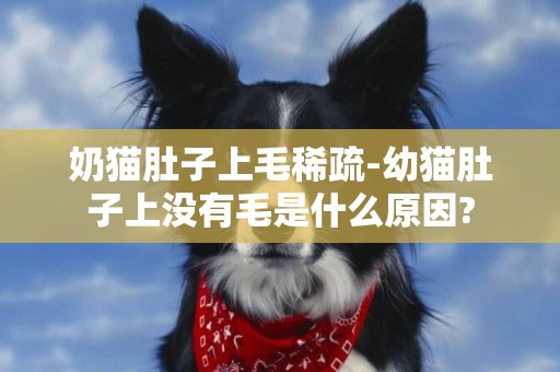 奶貓肚子上毛稀疏-幼貓肚子上沒有毛是什么原因?