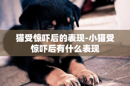 貓受驚嚇后的表現-小貓受驚嚇后有什么表現