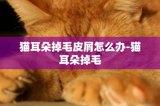 貓耳朵掉毛皮屑怎么辦-貓耳朵掉毛