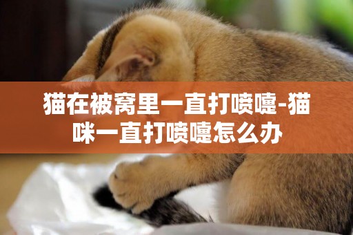 貓在被窩里一直打噴嚏-貓咪一直打噴嚏怎么辦