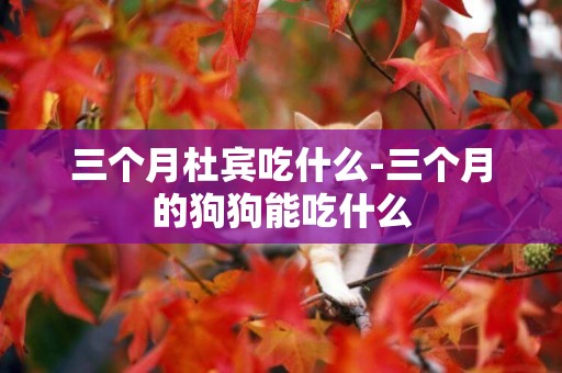 三個月杜賓吃什么-三個月的狗狗能吃什么