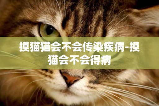 摸貓貓會不會傳染疾病-摸貓會不會得病