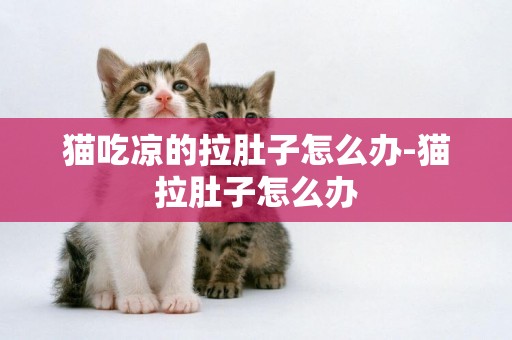 貓吃涼的拉肚子怎么辦-貓拉肚子怎么辦