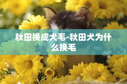 秋田換成犬毛-秋田犬為什么換毛