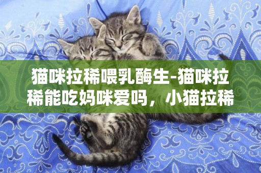 貓咪拉稀喂乳酶生-貓咪拉稀能吃媽咪愛嗎，小貓拉稀能吃乳酶生嗎