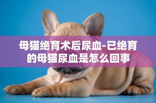 母貓絕育術后尿血-已絕育的母貓尿血是怎么回事