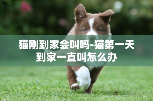 貓剛到家會叫嗎-貓第一天到家一直叫怎么辦
