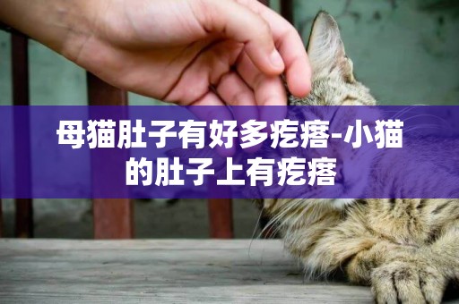 母貓肚子有好多疙瘩-小貓的肚子上有疙瘩