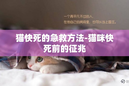 貓快死的急救方法-貓咪快死前的征兆