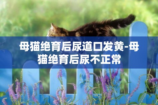 母貓絕育后尿道口發黃-母貓絕育后尿不正常