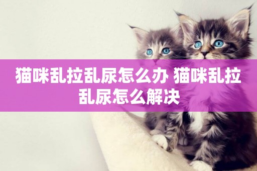 貓咪亂拉亂尿怎么辦 貓咪亂拉亂尿怎么解決