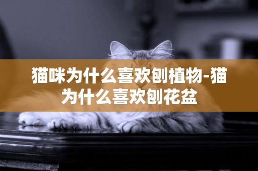 貓咪為什么喜歡刨植物-貓為什么喜歡刨花盆