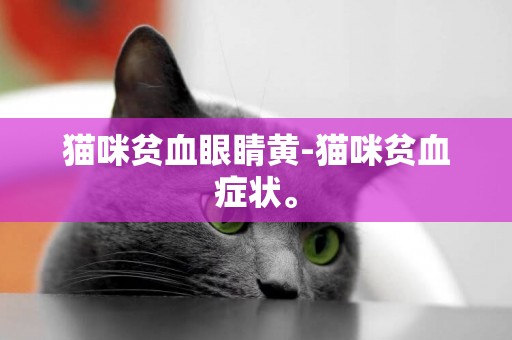 貓咪貧血眼睛黃-貓咪貧血癥狀。