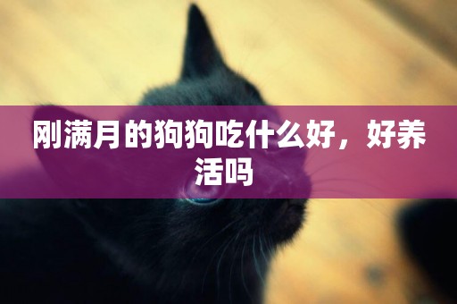 剛滿月的狗狗吃什么好，好養活嗎 