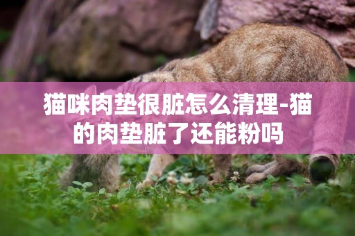 貓咪肉墊很臟怎么清理-貓的肉墊臟了還能粉嗎