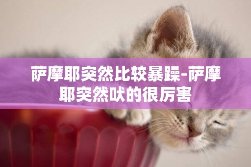 薩摩耶突然比較暴躁-薩摩耶突然吠的很厲害