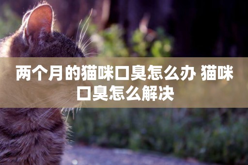 兩個月的貓咪口臭怎么辦 貓咪口臭怎么解決