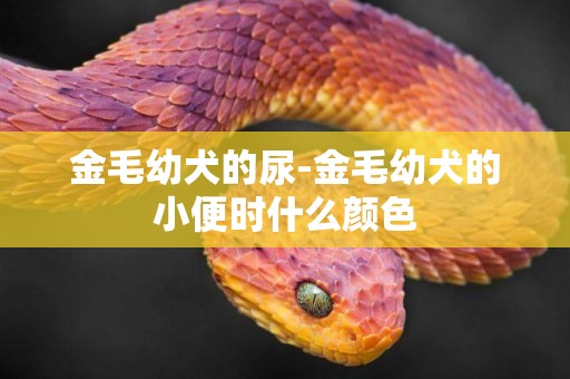 金毛幼犬的尿-金毛幼犬的小便時什么顏色