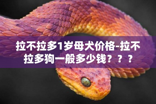 拉不拉多1歲母犬價格-拉不拉多狗一般多少錢？？？