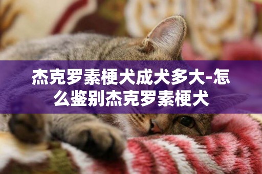 杰克羅素梗犬成犬多大-怎么鑒別杰克羅素梗犬