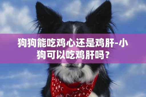 狗狗能吃雞心還是雞肝-小狗可以吃雞肝嗎？