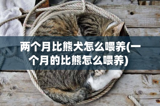 兩個月比熊犬怎么喂養(一個月的比熊怎么喂養) 